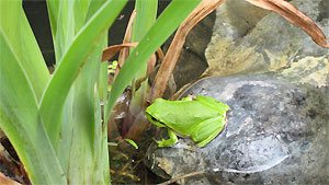 Natur rund um Diedrichshagen Laubfrosch am Gartenteich